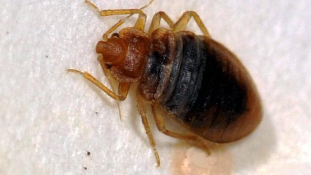 Bed bugs ‘crawling on our desks’ at Tucson call center
